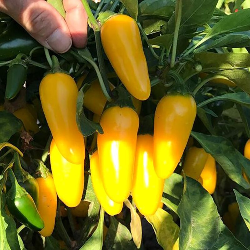 Hot pepper seeds Jalapeno NuMex lemon - 5