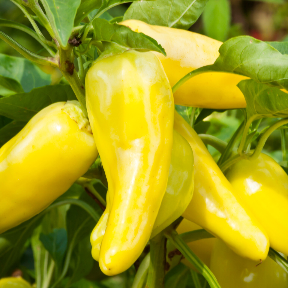 Hot pepper seeds Jalapeno NuMex lemon - 5
