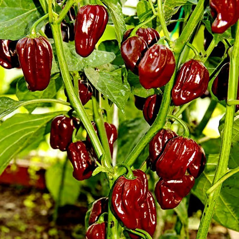 Hot pepper seeds Habanero Purple - 5