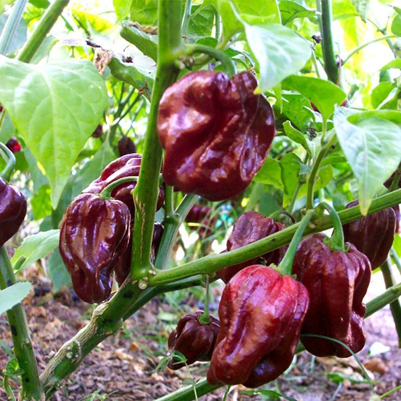 Hot pepper seeds Habanero Purple - 5