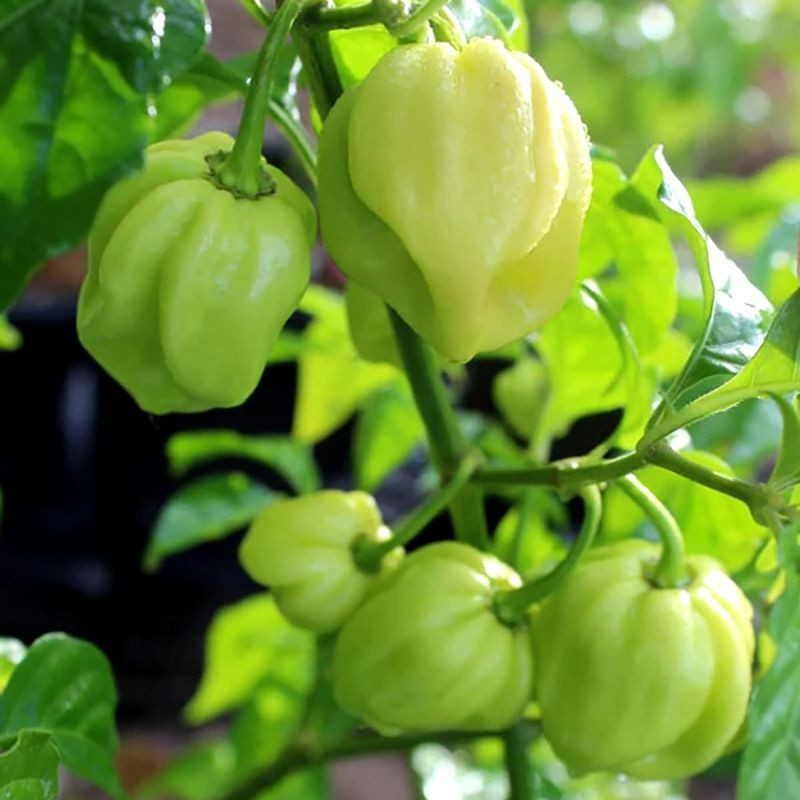 Hot pepper seeds Habanero Purple - 5