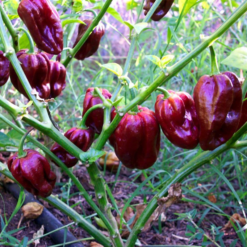 Hot pepper seeds Habanero Purple - 5