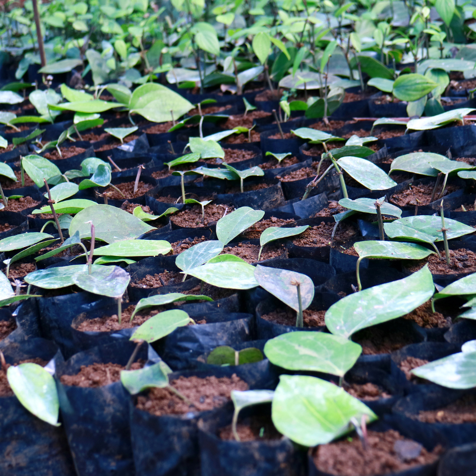 Hot pepper seeds Habanero Purple - 5