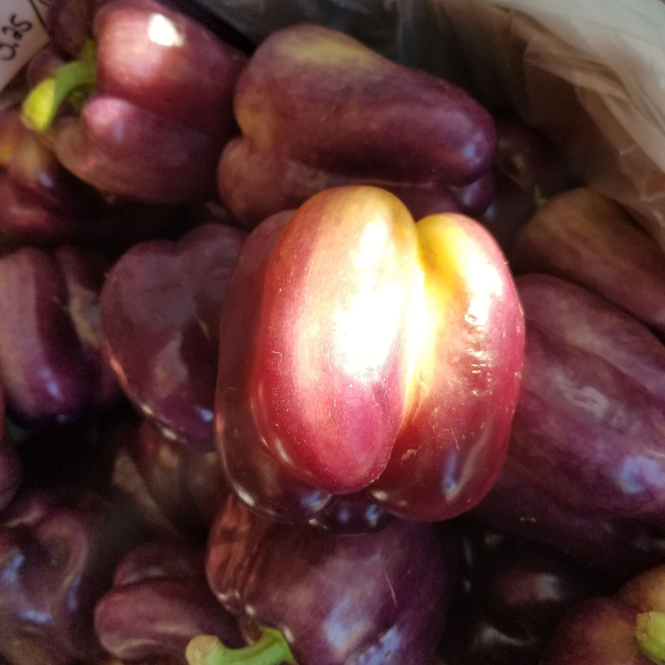 Hot pepper seeds Habanero Purple - 5