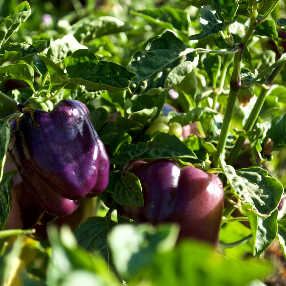 Hot pepper seeds Habanero Purple - 5
