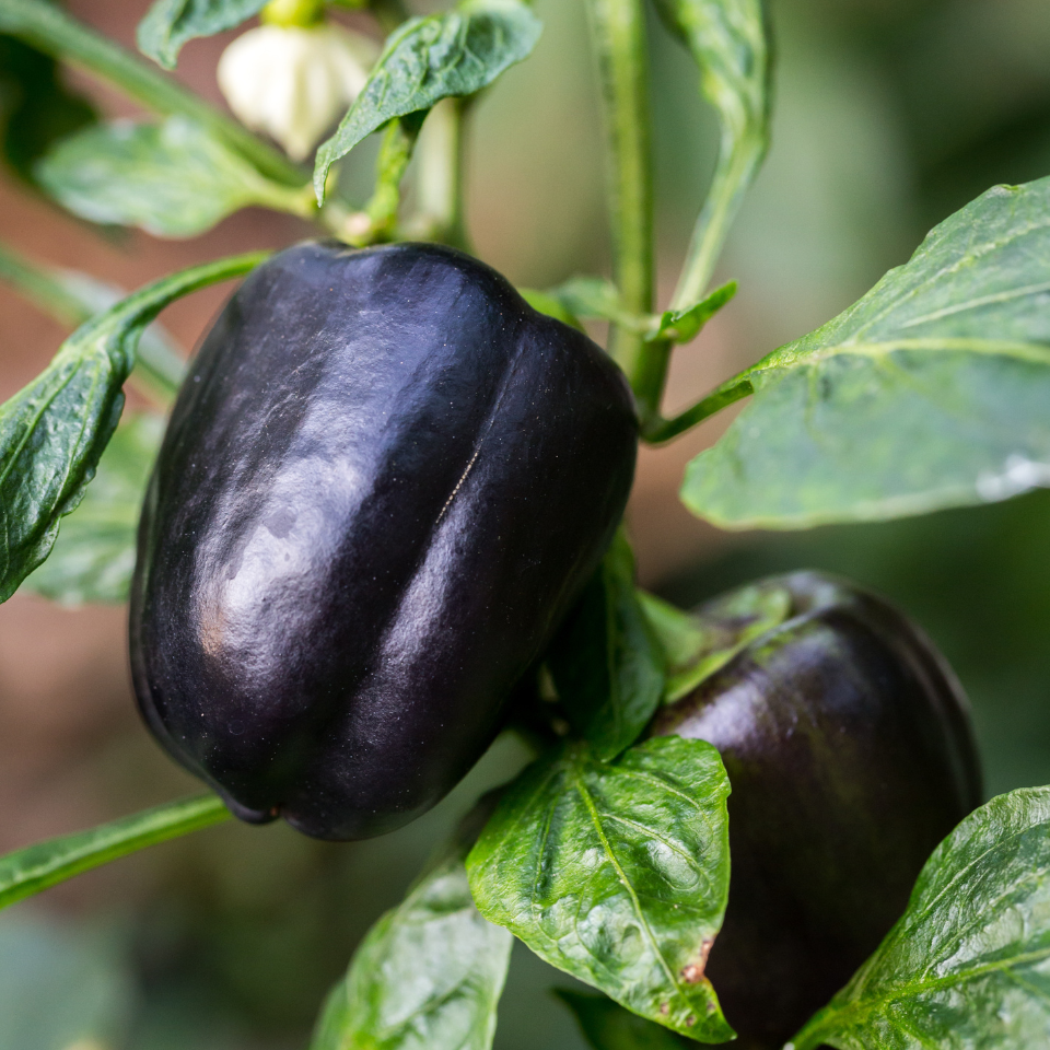Hot pepper seeds Habanero Purple - 5