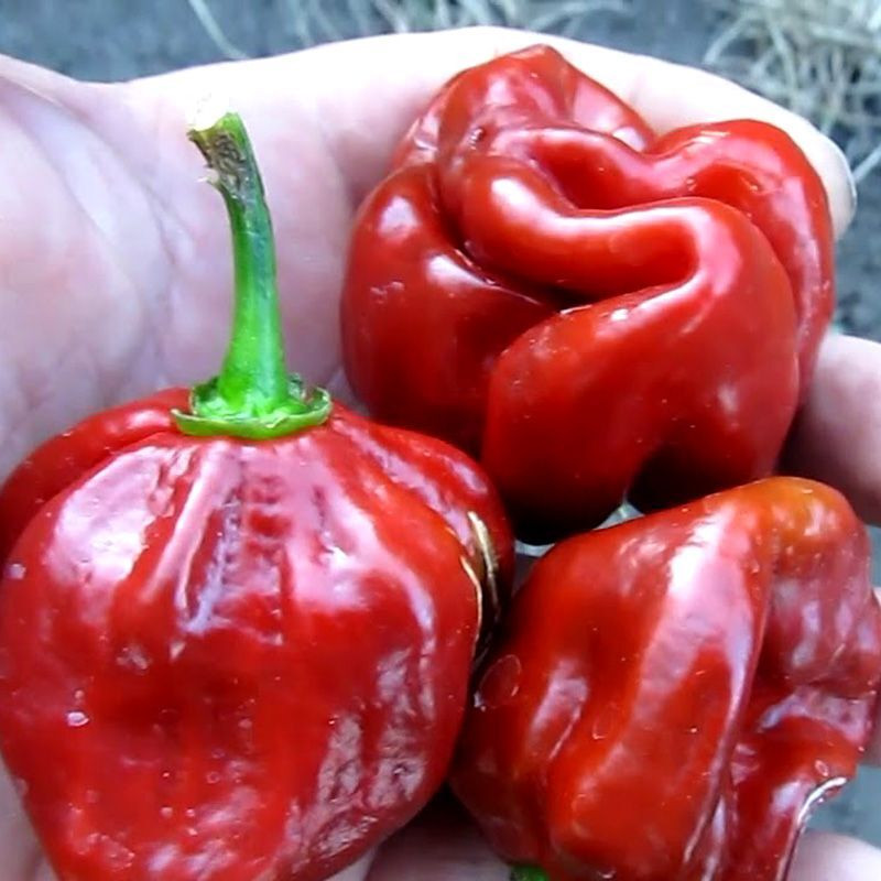 Hot pepper seeds Habanero Purple - 5