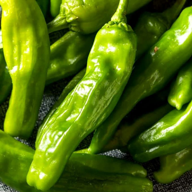 Hot pepper seeds Shishito - 5