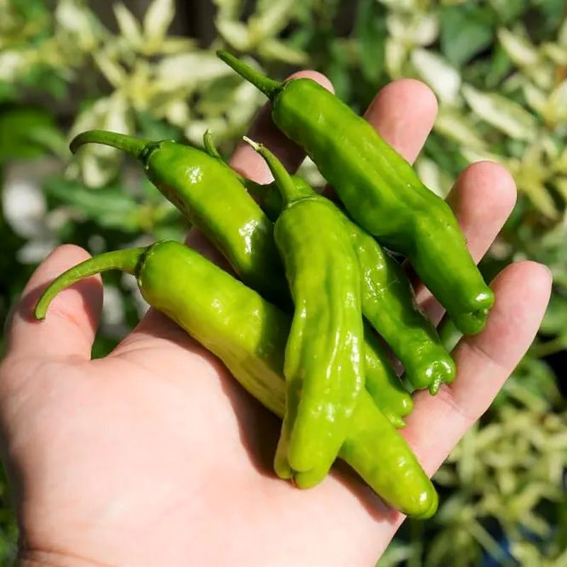 Hot pepper seeds Shishito - 5