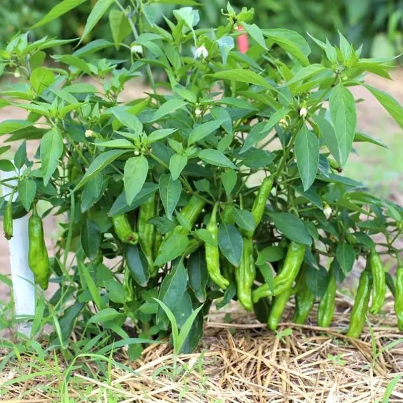 Hot pepper seeds Shishito - 5