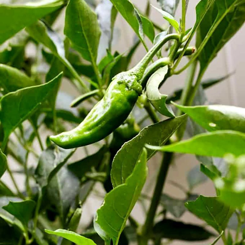 Hot pepper seeds Shishito - 5