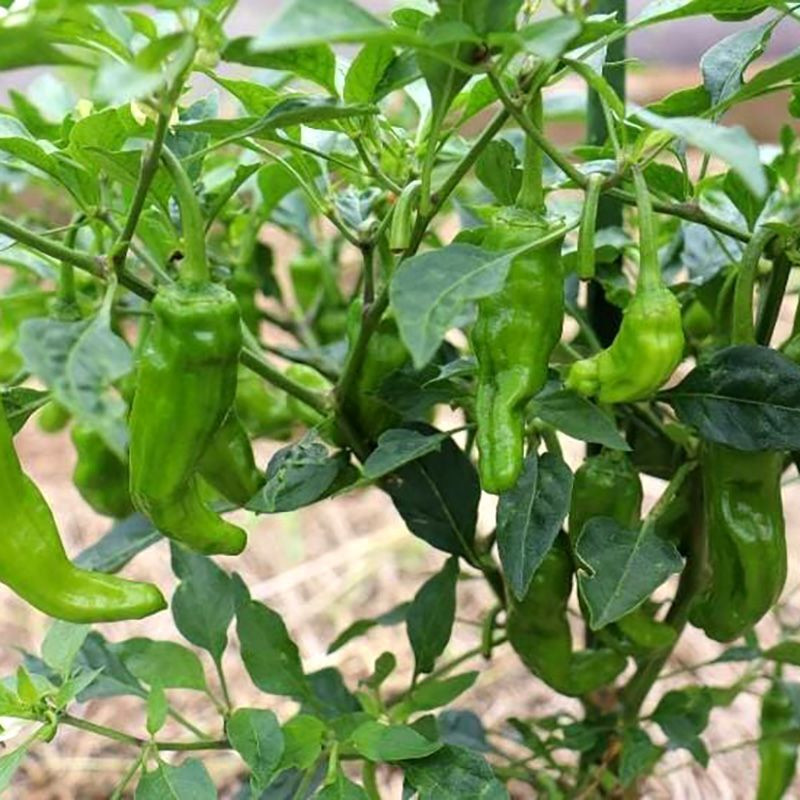 Hot pepper seeds Shishito - 5