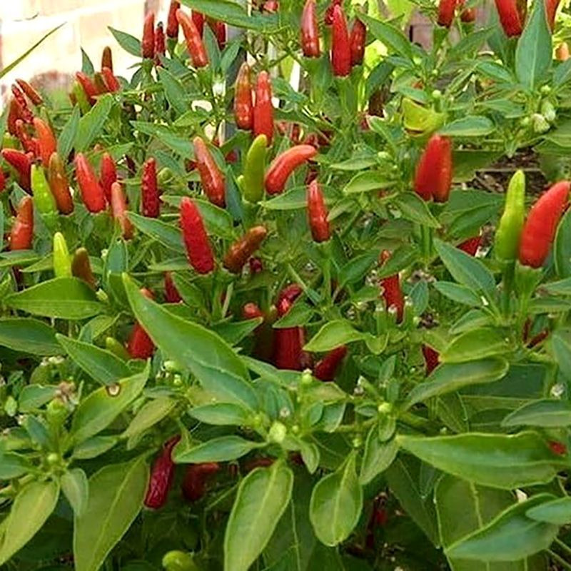 Prik Kee Noo Thai chili pepper seeds, Birds Eye pepper - 10
