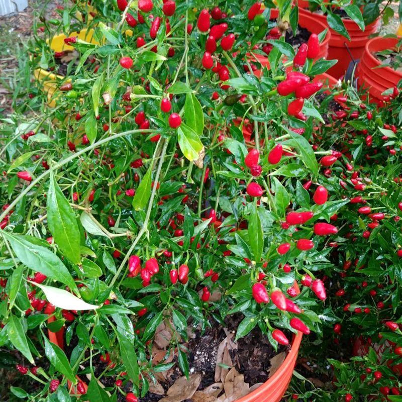 Prik Kee Noo Thai chili pepper seeds, Birds Eye pepper - 10