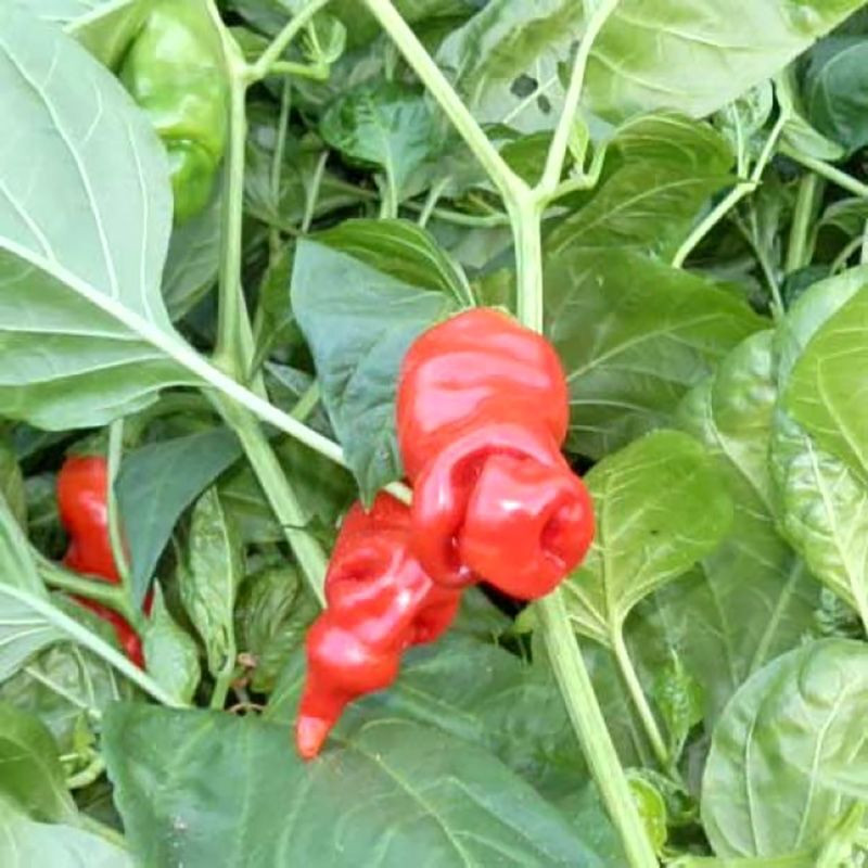 Hot pepper seeds Peter Pepper red - 5