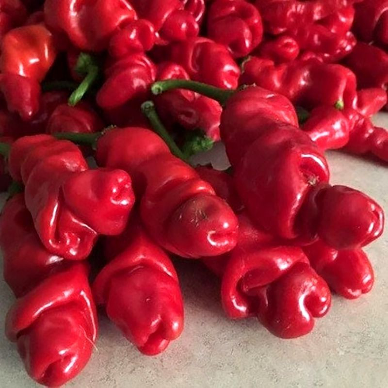 Hot pepper seeds Peter Pepper red - 5