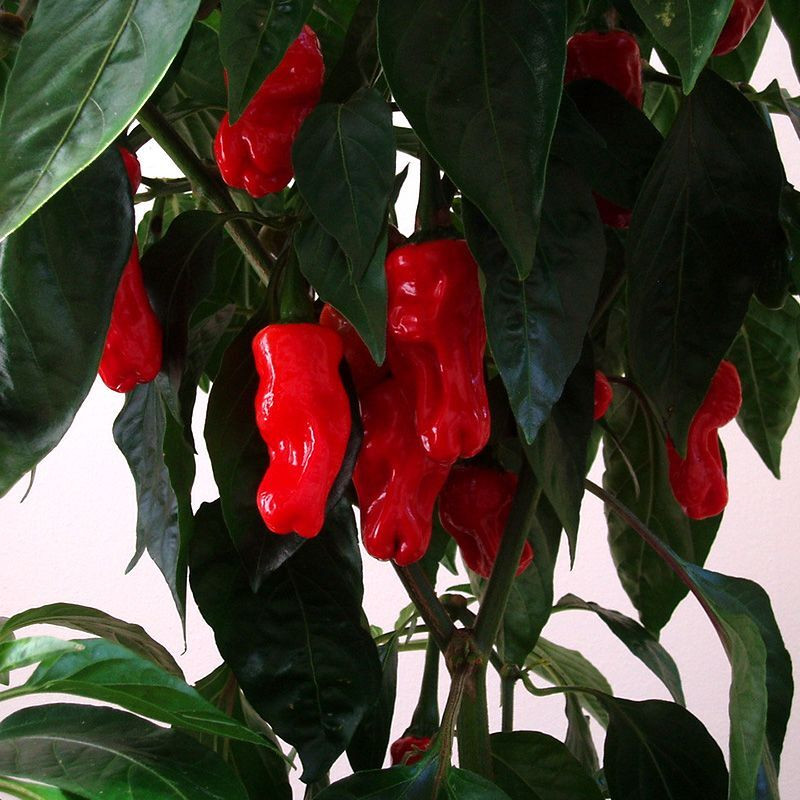 Hot pepper seeds Peter Pepper red - 5
