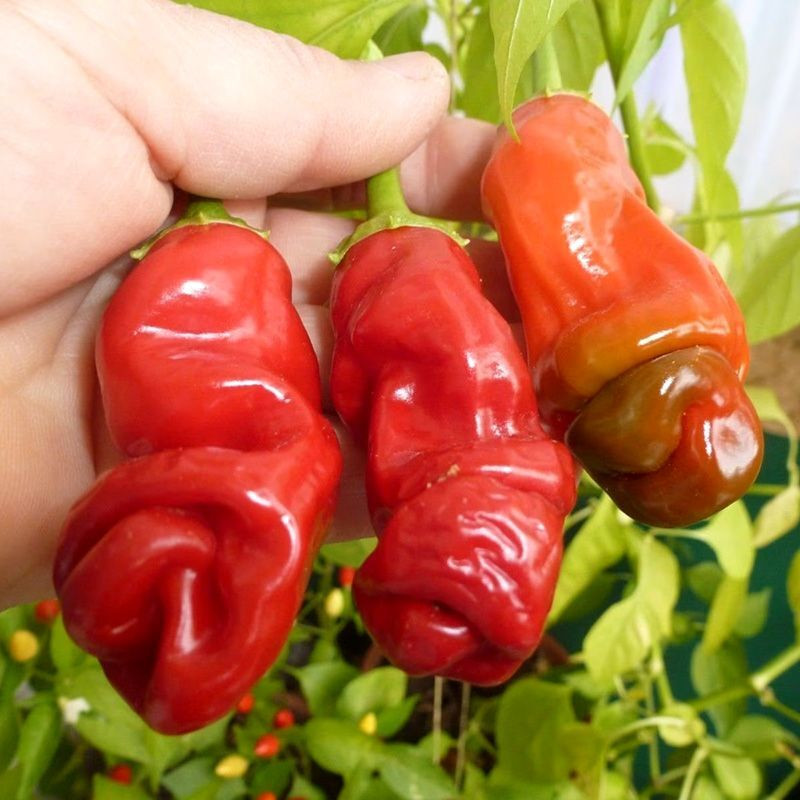 Hot pepper seeds Peter Pepper red - 5