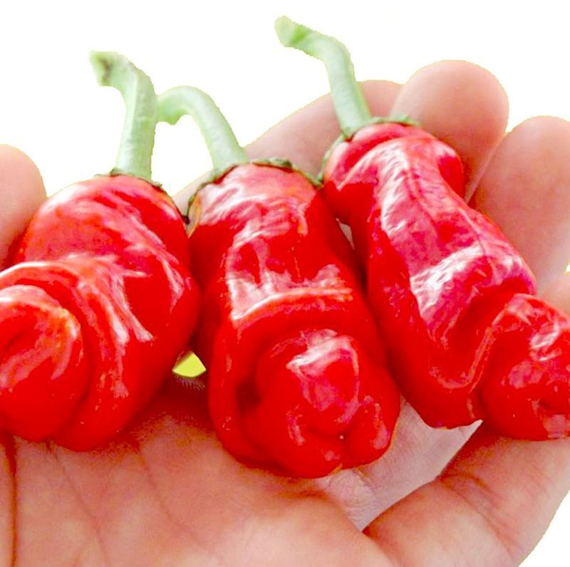 Hot pepper seeds Peter Pepper red - 5