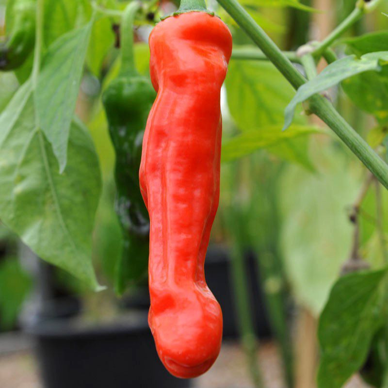 Hot pepper seeds Peter Pepper red - 5