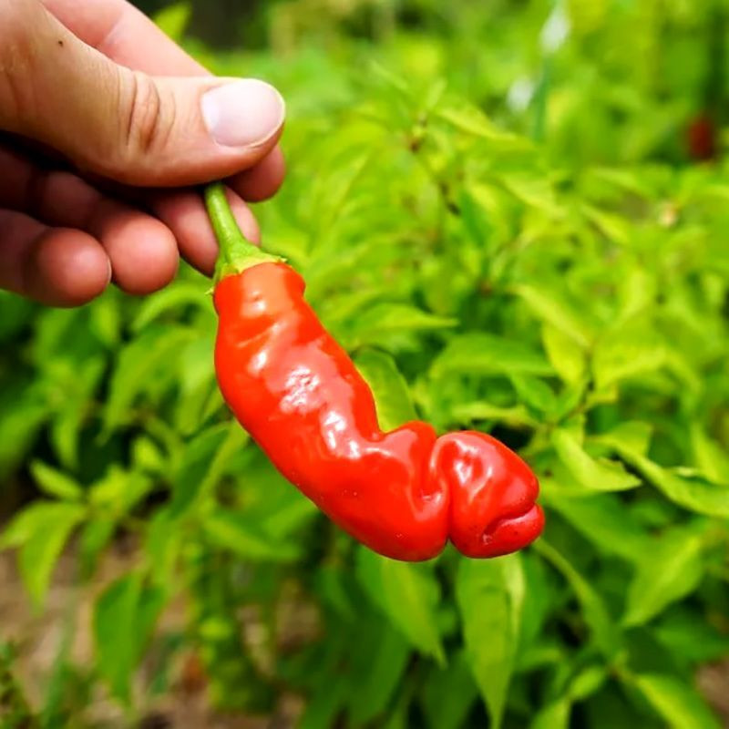 Hot pepper seeds Peter Pepper red - 5