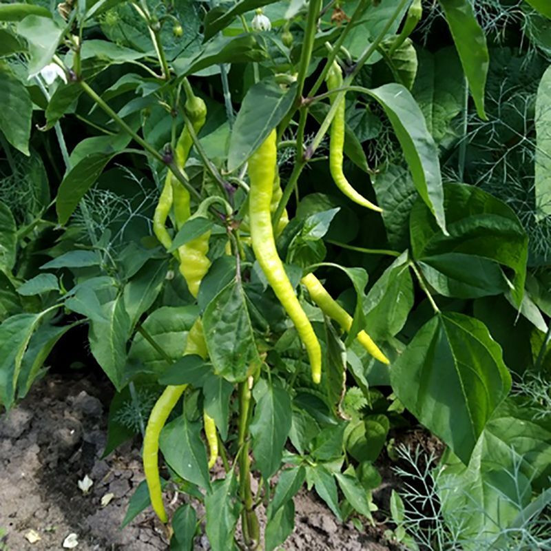 Noom Thai chili green pepper seeds - 10