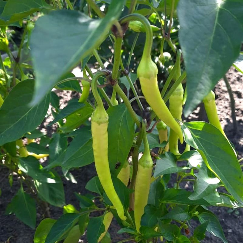 Noom Thai chili green pepper seeds - 10