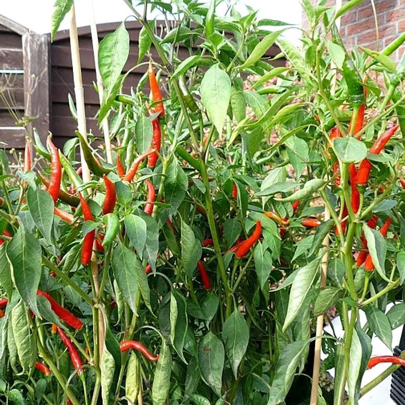 Chee Fah Dang thai chili pepper seeds - 10