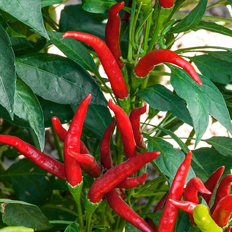 Chee Fah Dang thai chili pepper seeds - 10