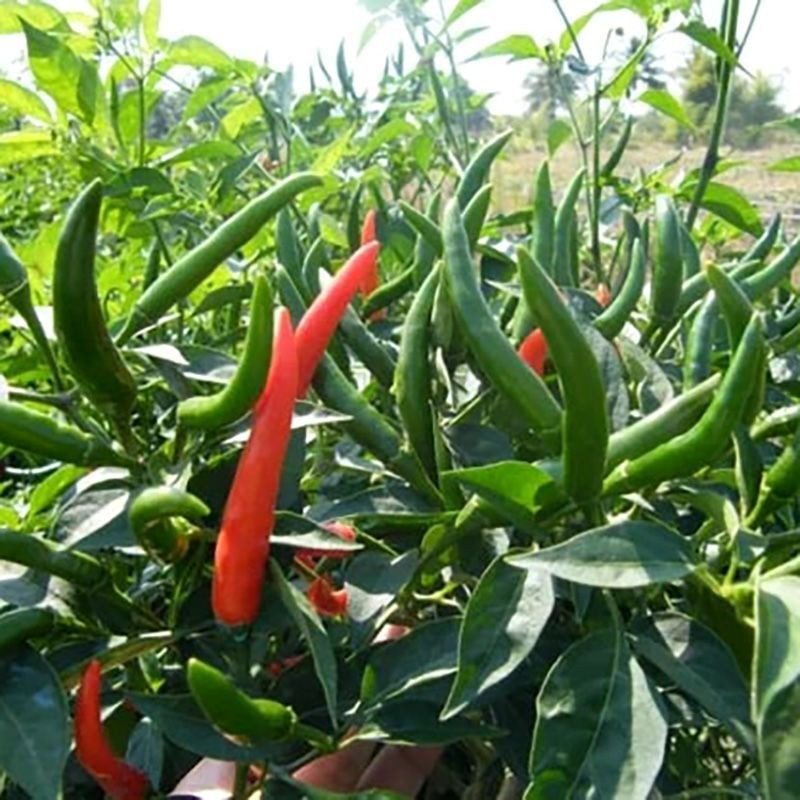 Chee Fah Dang thai chili pepper seeds - 10