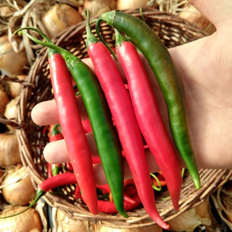 Chee Fah Dang thai chili pepper seeds - 10