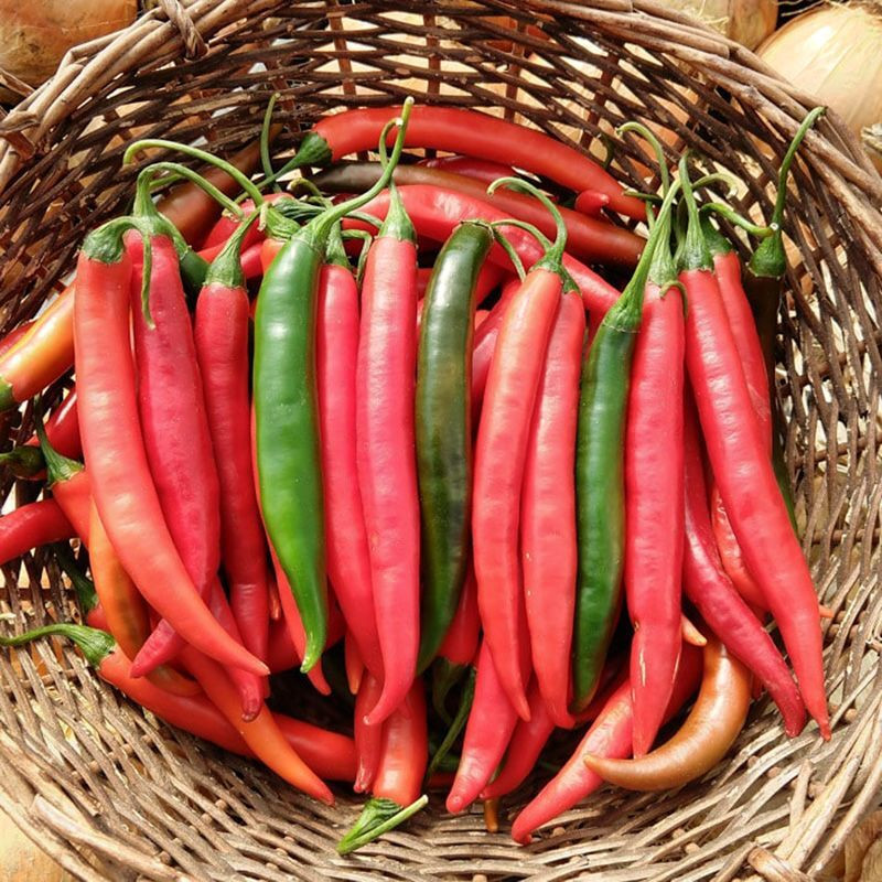 Chee Fah Dang thai chili pepper seeds - 10