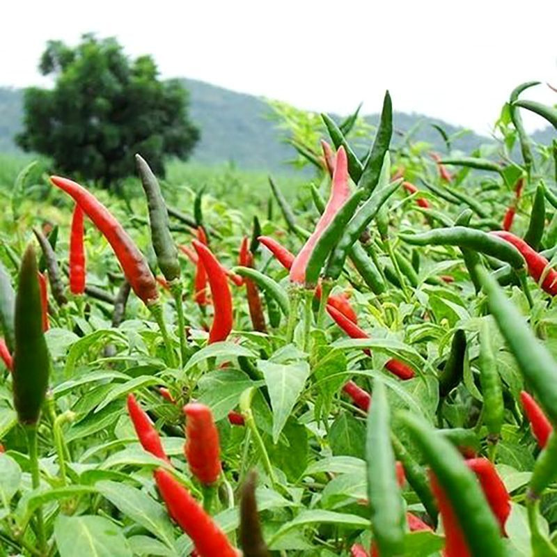 Chee Fah Dang thai chili pepper seeds - 10