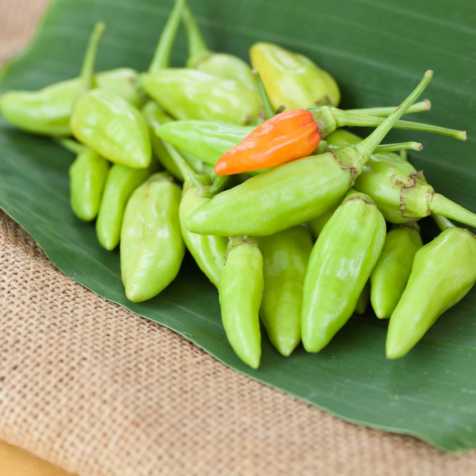 Karen chili Thai pepper seeds (Prik Kariang) - 10