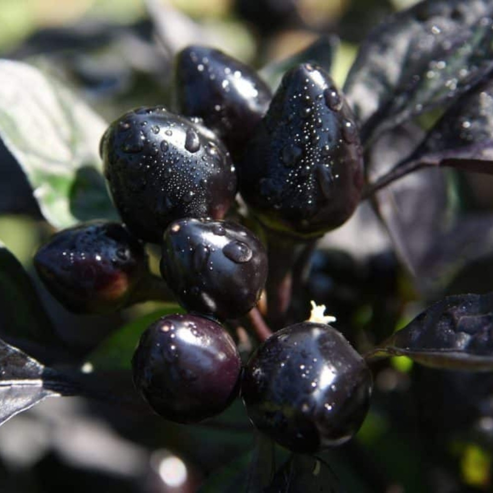 Chinese black pearl ornamental hot pepper seeds - 5
