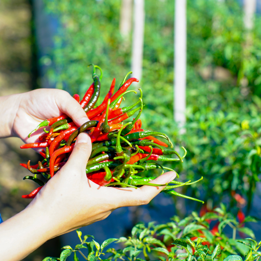 Cayenne chili pepper seeds - 50