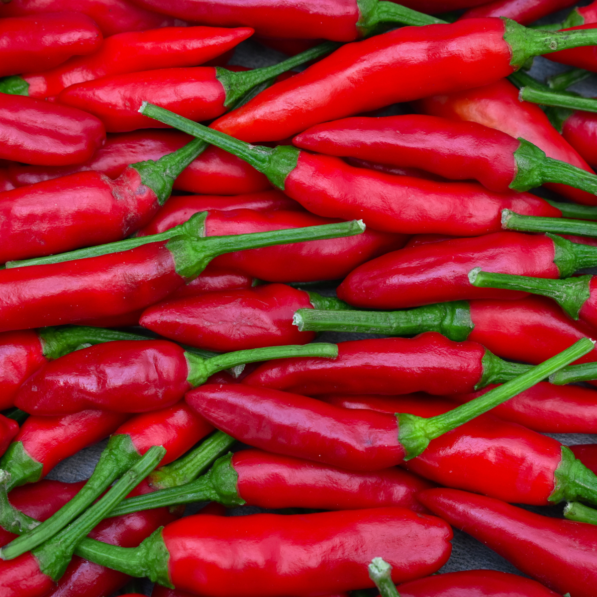 Hot pepper seeds Tsitsak - 10