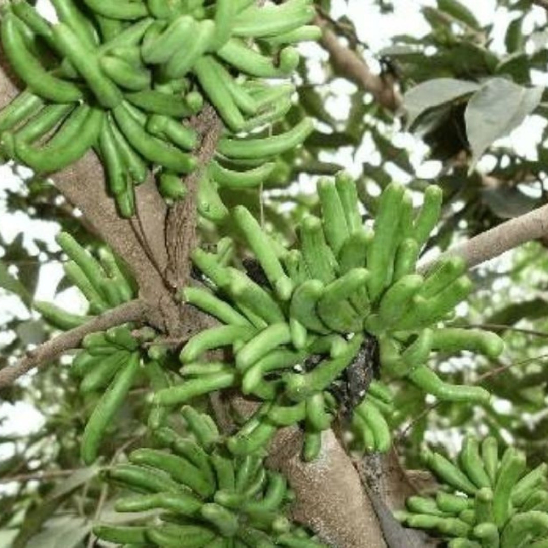 Negro Pepper Seeds, Xylopia Aethiopica - 10