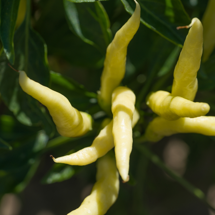 Yellow chili pepper seeds - 50