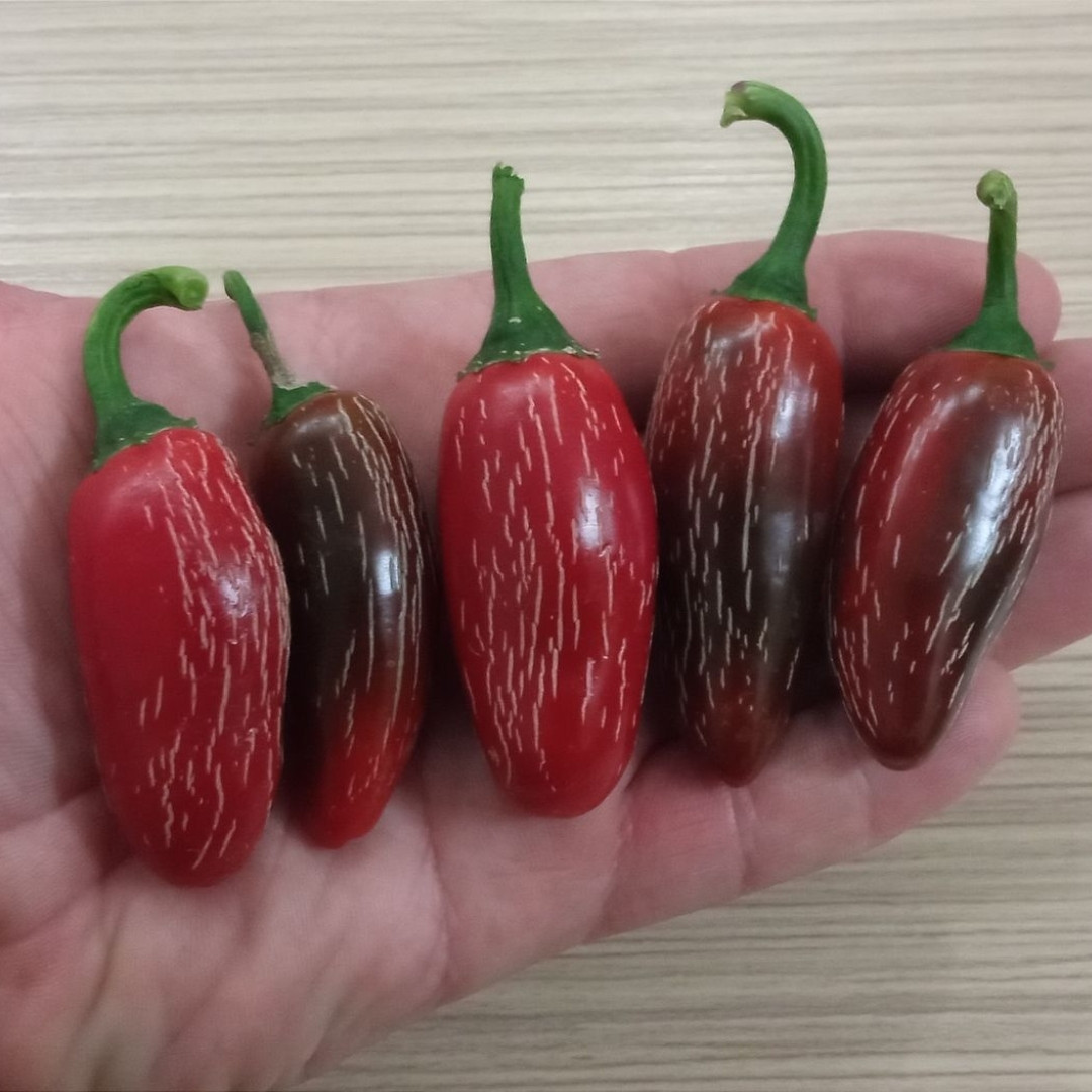 Hot Pepper Seeds Jalapeno Telica - 5