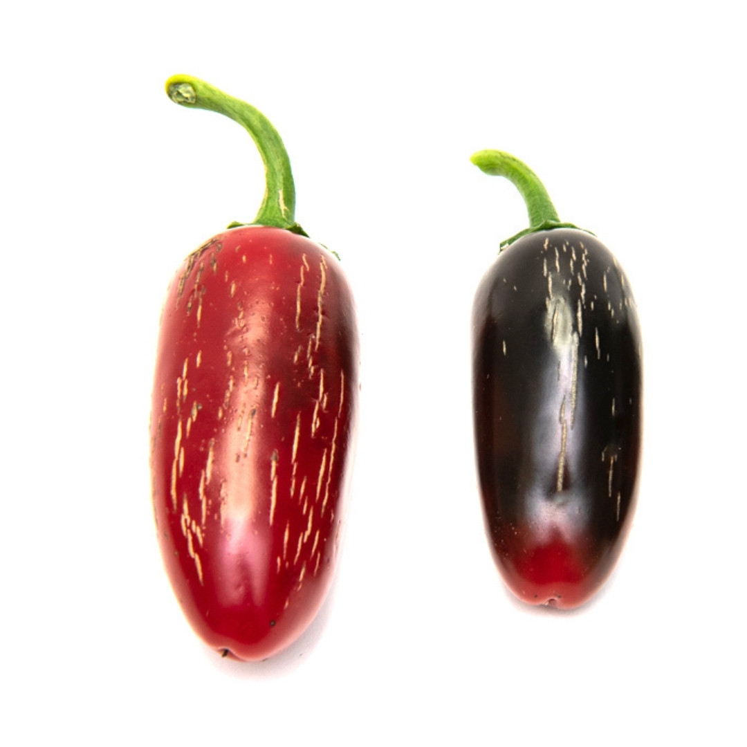 Hot Pepper Seeds Jalapeno Telica - 5