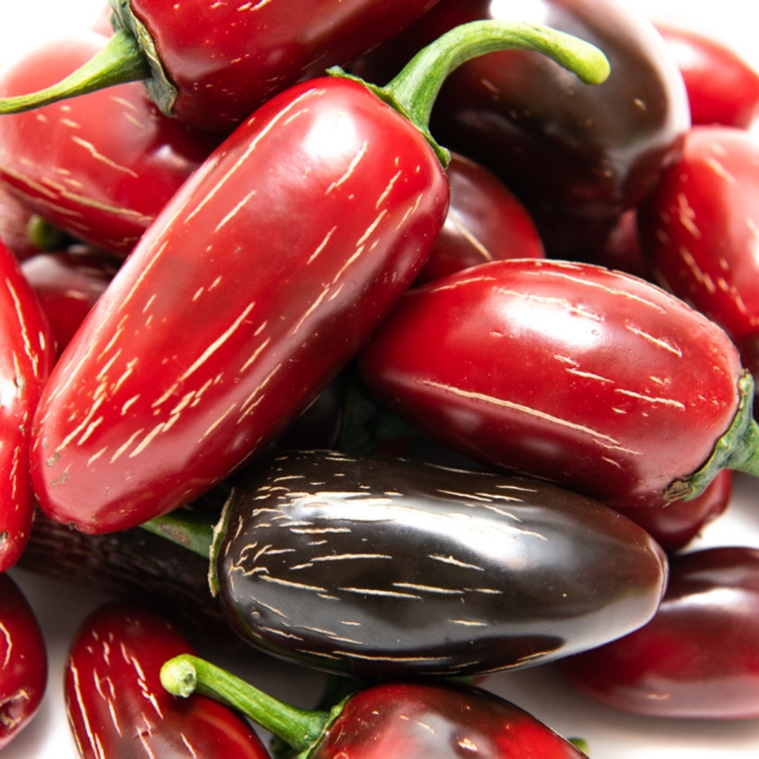 Hot Pepper Seeds Jalapeno Telica - 5
