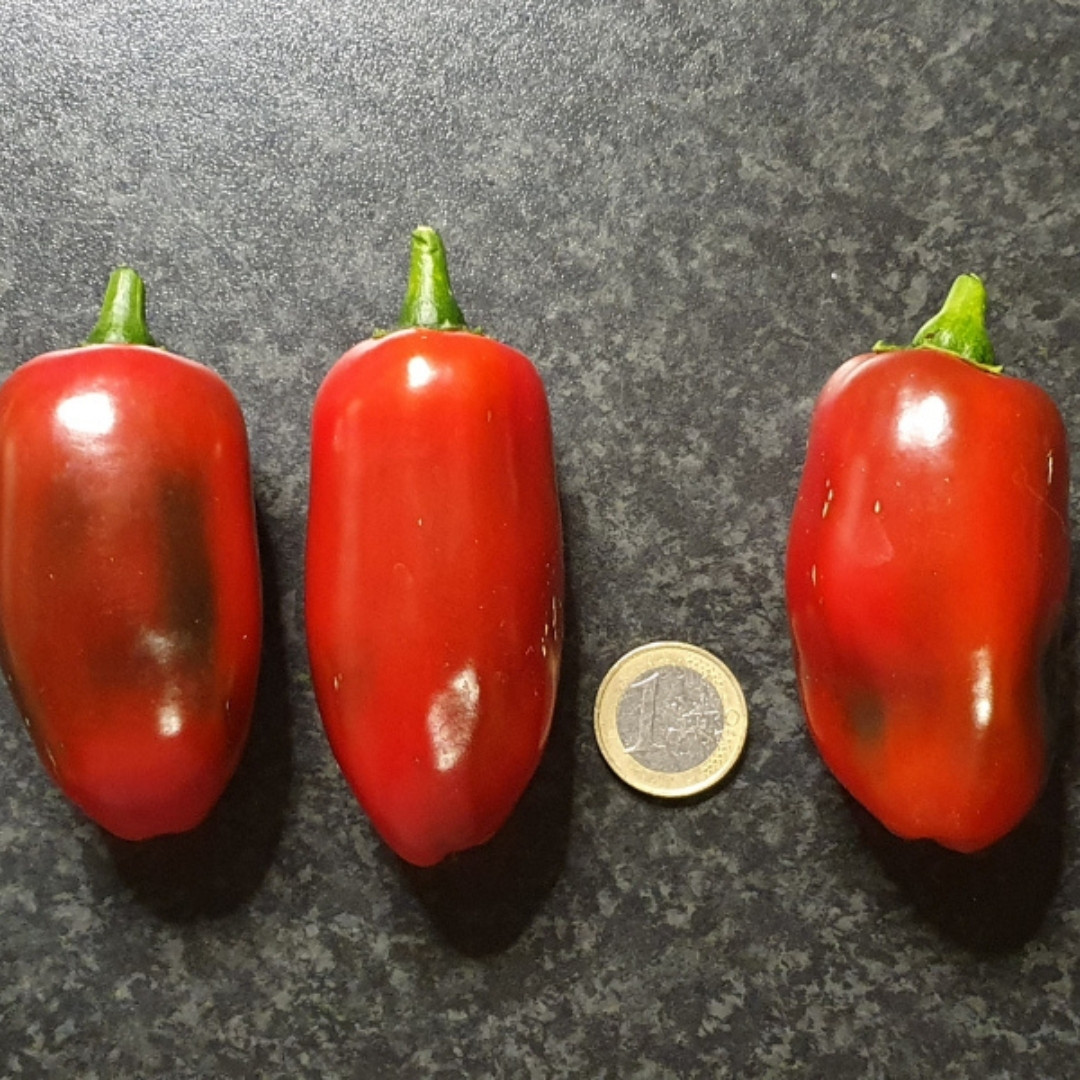 Hot Pepper Seeds Jalapeno Telica - 5