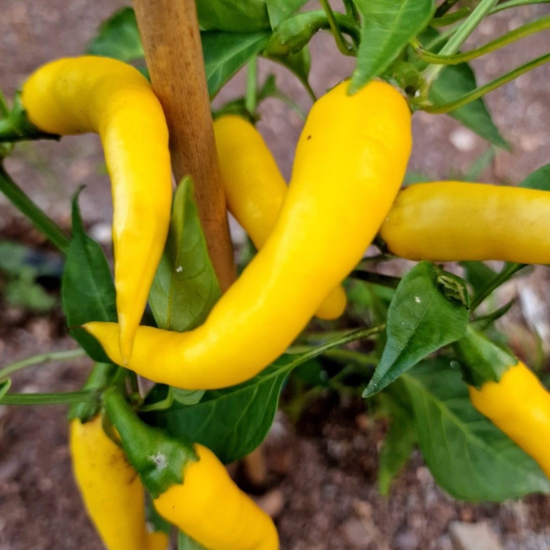 Hot Cayenne Golden Pepper Seeds - 5