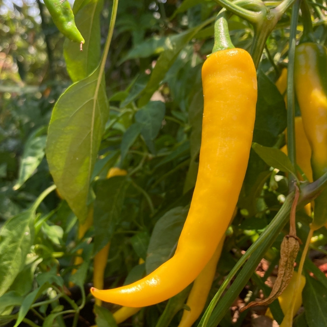 Hot Cayenne Golden Pepper Seeds - 5