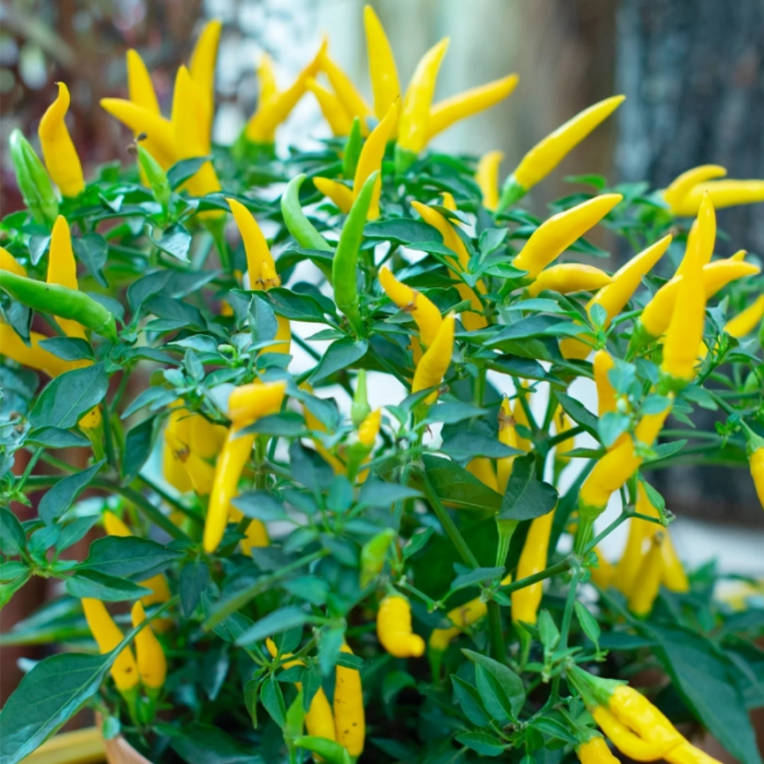 Hot Cayenne Golden Pepper Seeds - 5