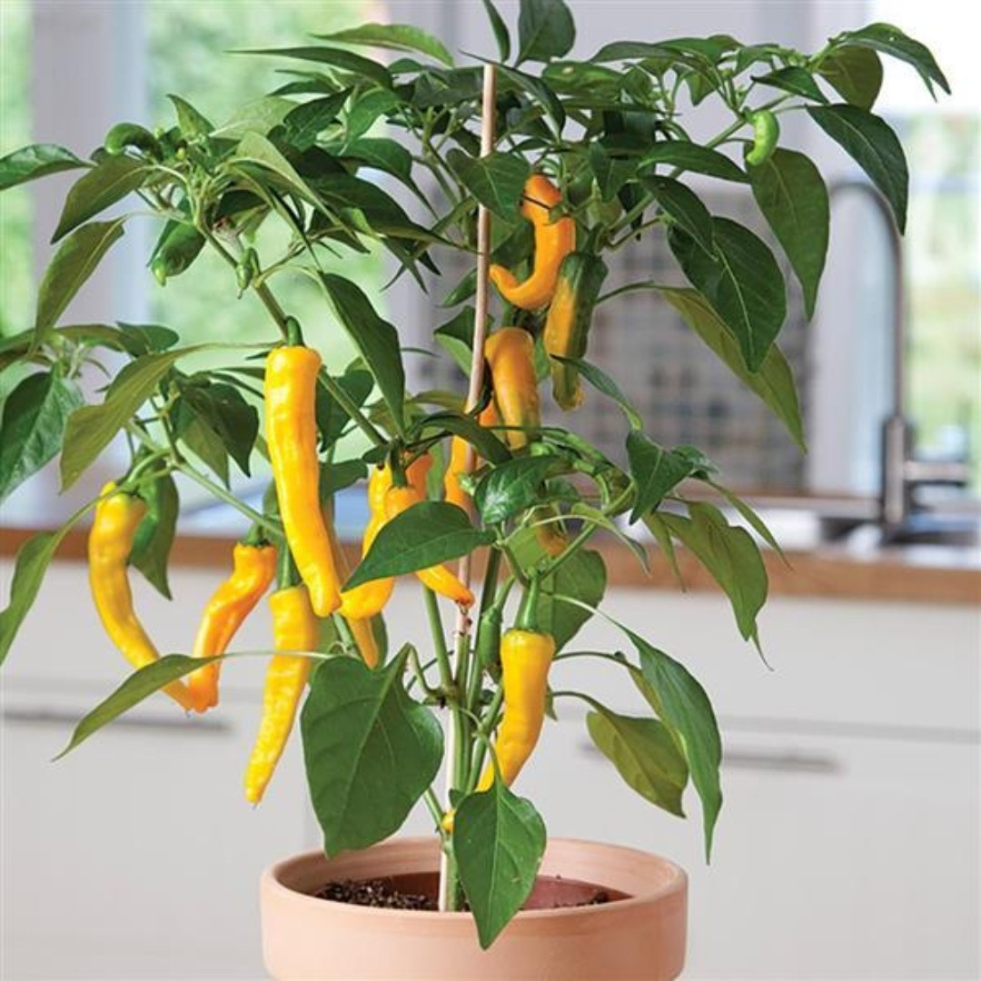 Hot Cayenne Golden Pepper Seeds - 5