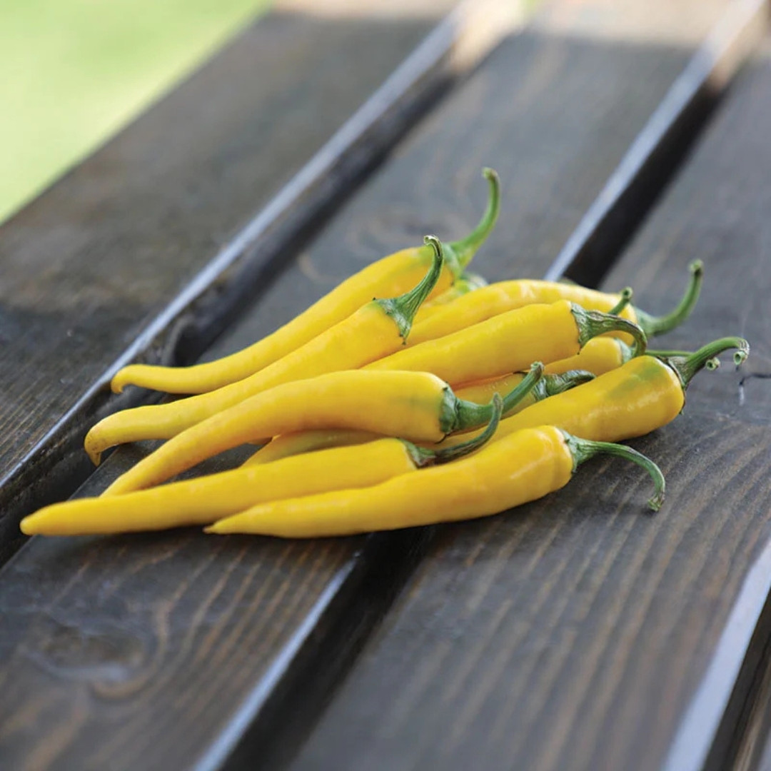 Hot Cayenne Golden Pepper Seeds - 5