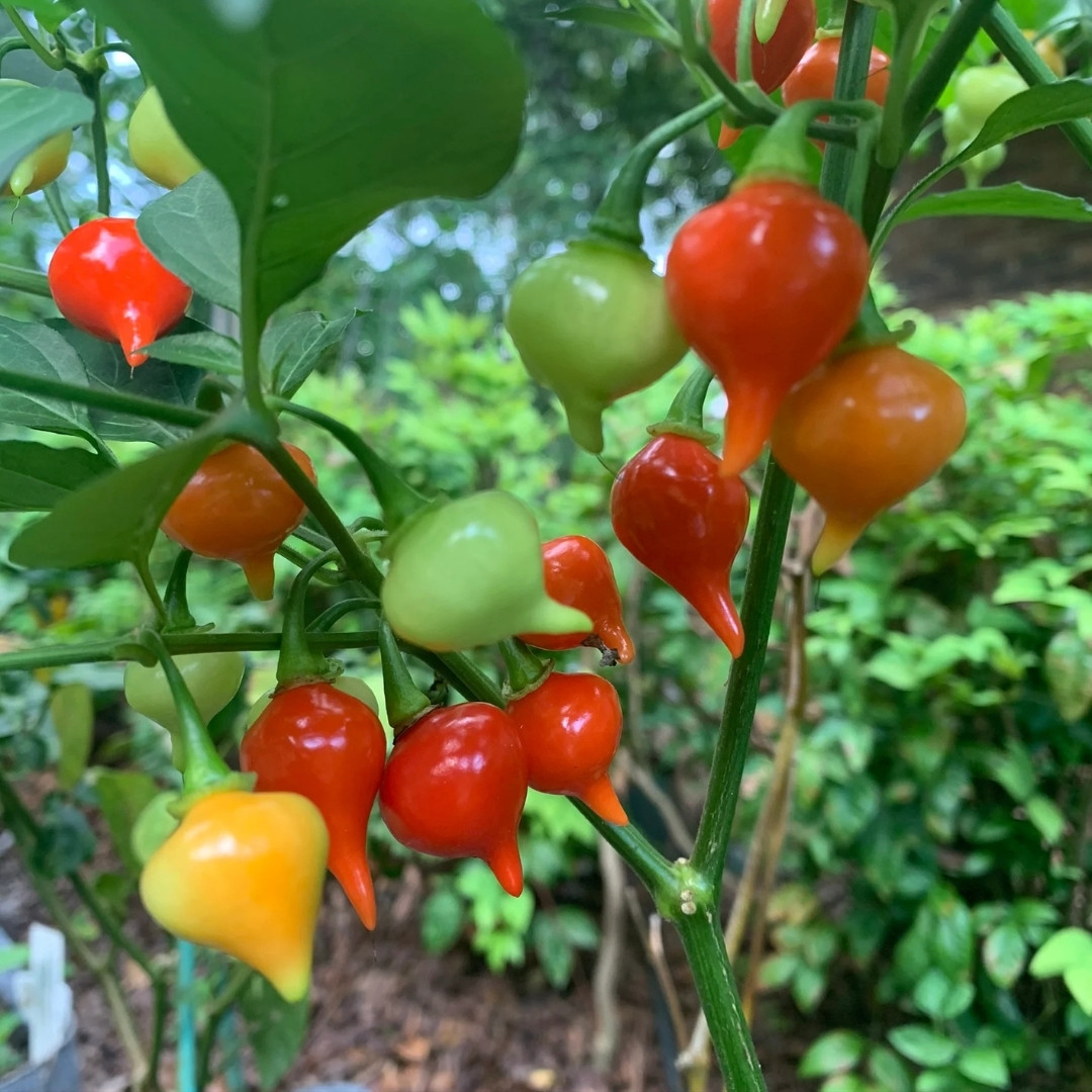 Hot Pepper Seeds Chupetinho Rosso - 5