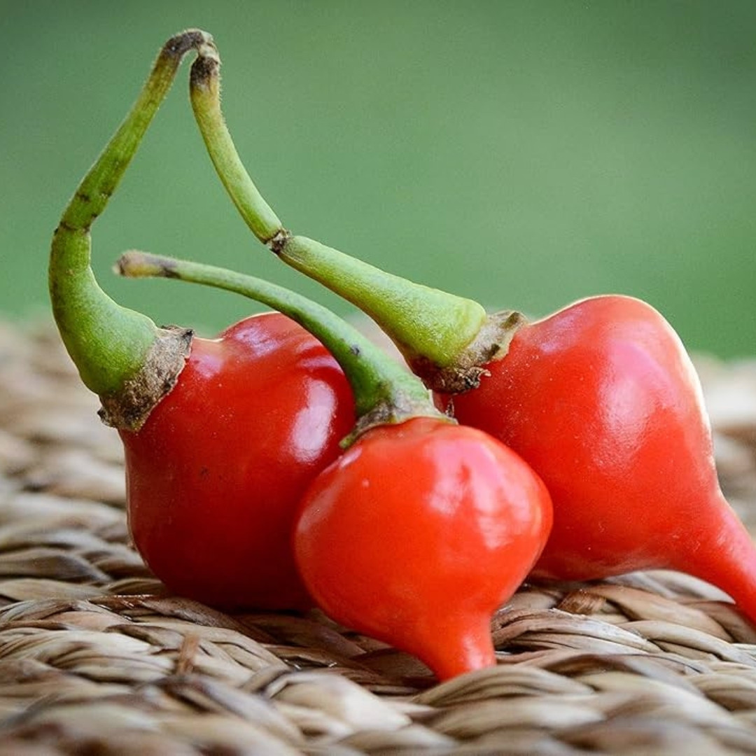 Hot Pepper Seeds Chupetinho Rosso - 5